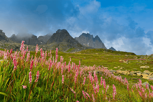 Kashmir in Spring