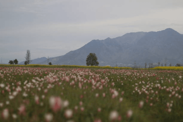 Pampore