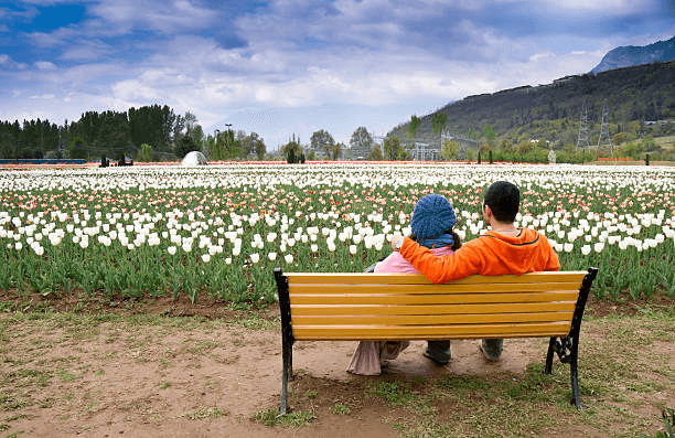 Tulip Garden