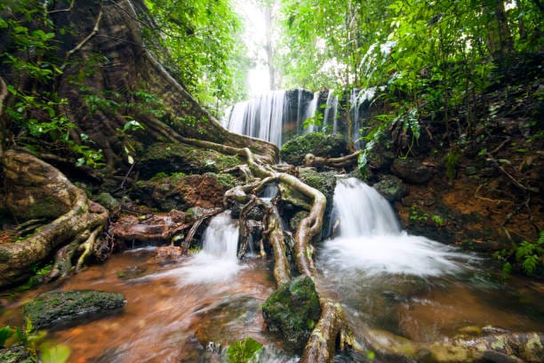 Rainforest trek in August – Agumbe, Karnataka