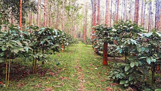 Rain-washed coffee plantation in Coorg during August