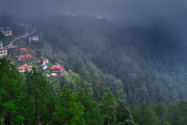 Green pine forests in Kasauli during monsoon
