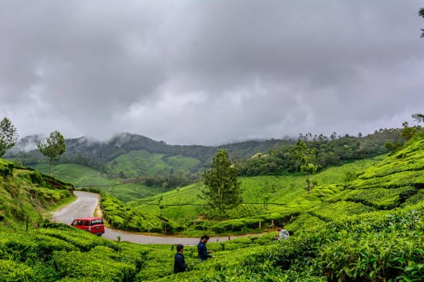 Misty green tea estates in Munnar during monsoon season