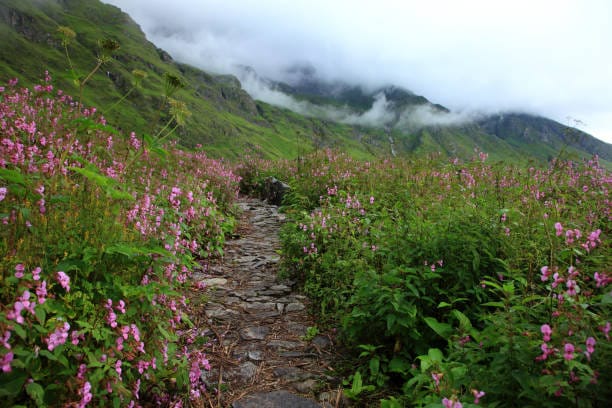 Valley of Flowers full bloom during August monsoon trek
